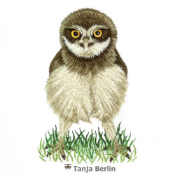 Baby Burrowing Owl Needle Painting