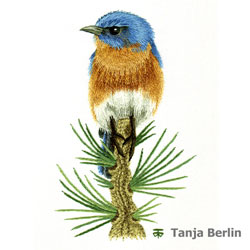 Needle Painting Bird Kits