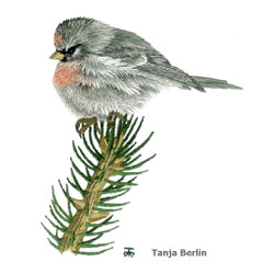 Red Poll Needle Painting