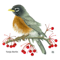 Robin on Berry Branch Needle Painting
