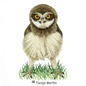 Needle Painting Baby Burrowing Owl Kit and PDF File with Colour Work-in-Progress Pictures