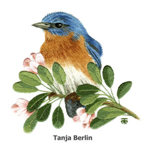 Needle Painting Eastern Blue Bird on Blossom Branch  Kit and PDF File with Colour Work-in-Progress Pictures