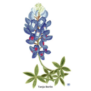 Needle Painting Blue Bonnet Kit