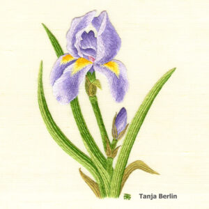 Needle Painting Iris Kit