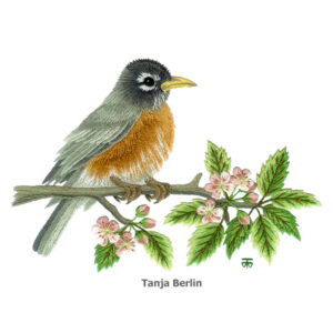 Needle Painting Robin on Blossom Branch Kit and PDF File with Colour Work-in-Progress Pictures