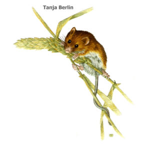Needle Painting Field Mouse Kit