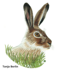 Needle Painting Jack Rabbit Kit and PDF File with Colour Work-in-Progress Pictures