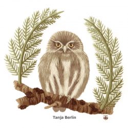 Pygmy Owl Needle Painting