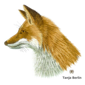 Needle Painting Red Fox Kit and PDF File with Colour Work-in-Progress Pictures
