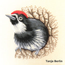 acorn-woodpecker-tanja-berlin4